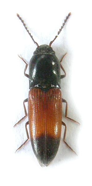 Peripontius elegantulus