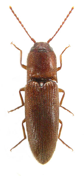 Peripontius mertliki