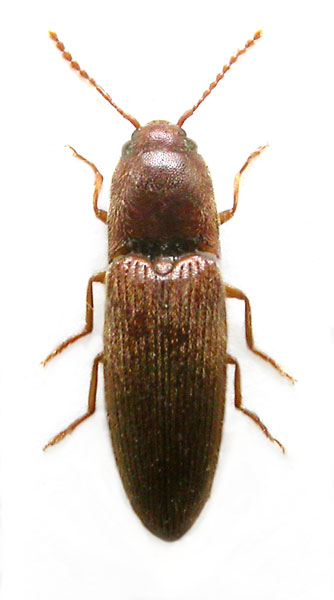 Peripontius omissus