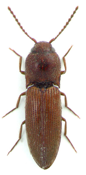 Peripontius orchymonti