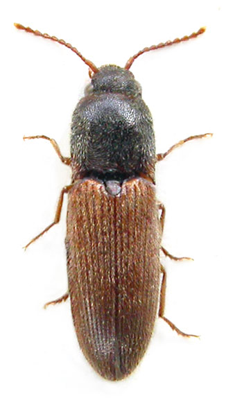 Peripontius rutilipennis