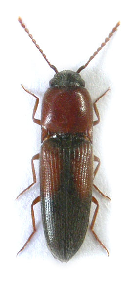 Peripontius saroveci