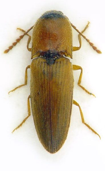 Peripontius terminatus