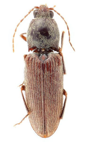 Phorocardius tibetanus