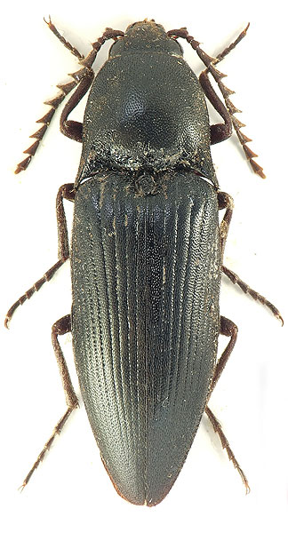 Pittonotus iranicus