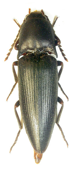 Pittonotus simoni