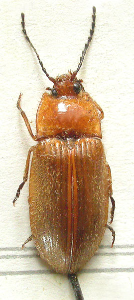 Platiana fulva