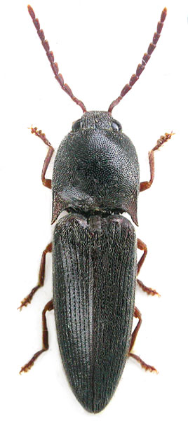 Platycrepidius indicus