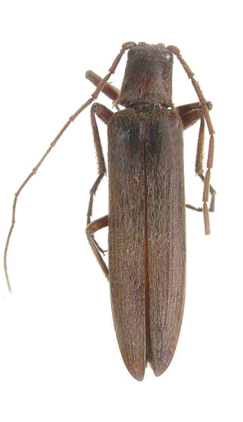 Pleonomus canaliculatus