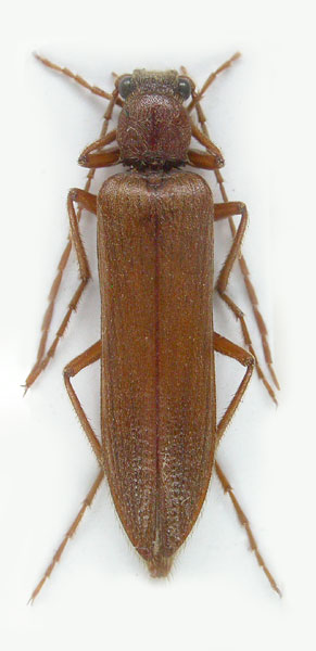 Pleonomus laticornis