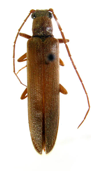 Pleonomus tereticollis