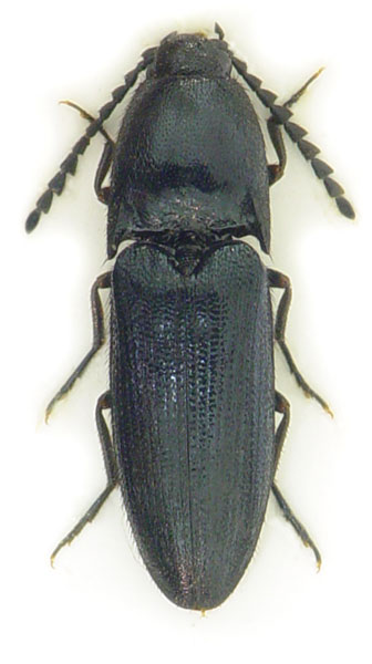 Podeonius acuticornis