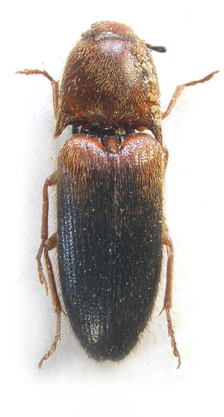 Podeonius himalayanus