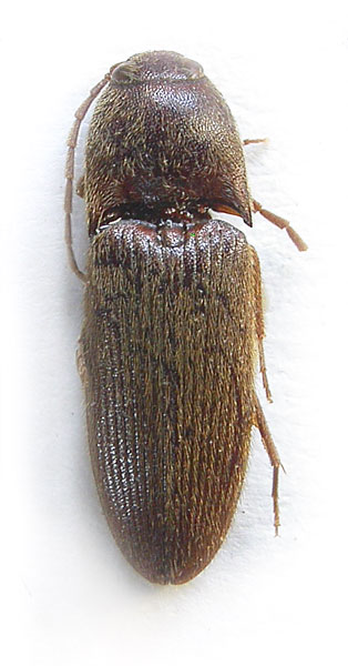 Podeonius ipohensis