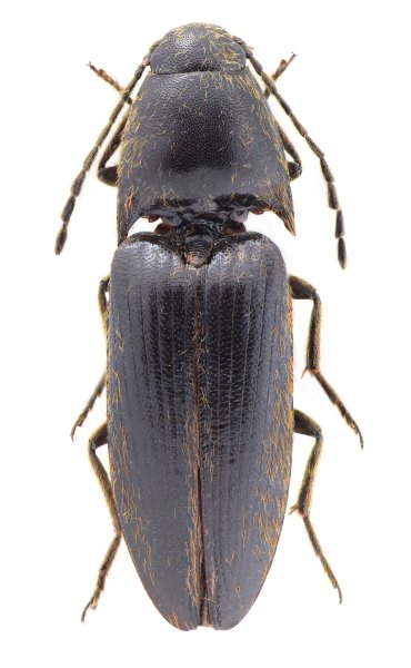 Podeonius nikodymi