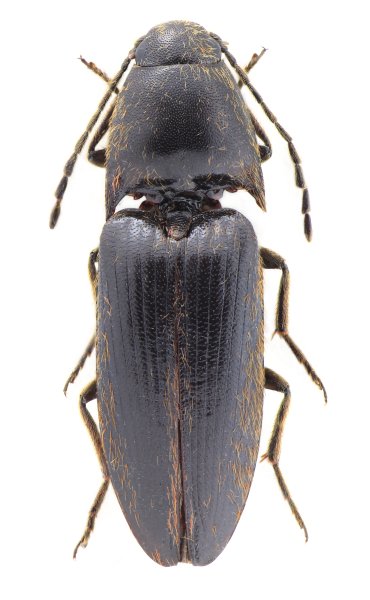 Podeonius nikodymi