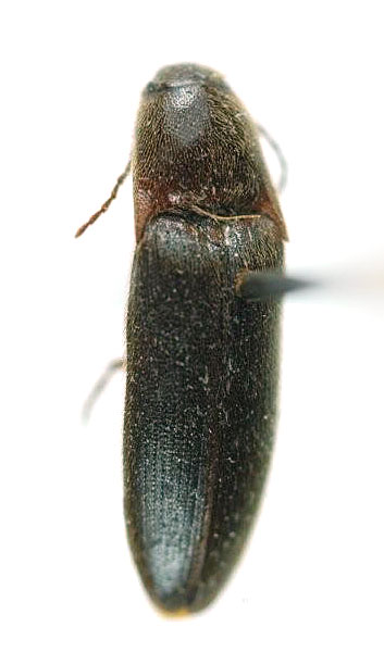 Podeonius rawlinsi