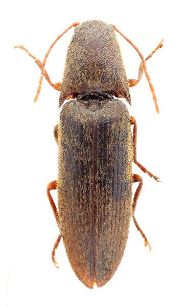 Podeonius shaanxianus