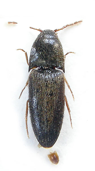 Podeonius singgalangus