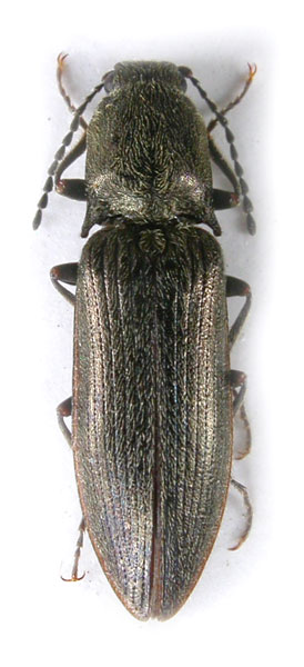 Poemnites aeratus