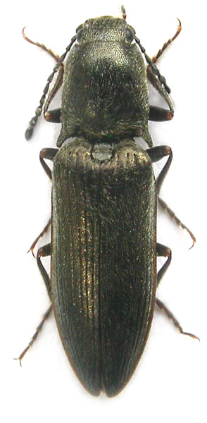 Poemnites aeratus