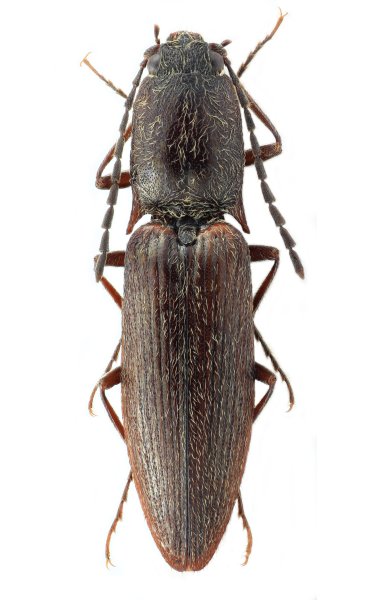Poemnites guangdongensis