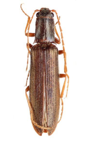 Poemnites longicornis