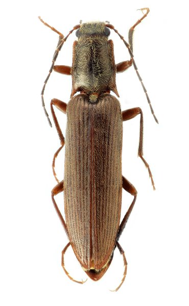 Poemnites sichuanensis