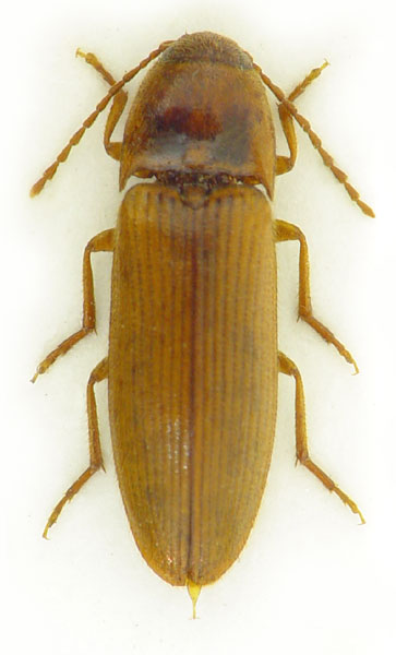 Porthmidius austriacus