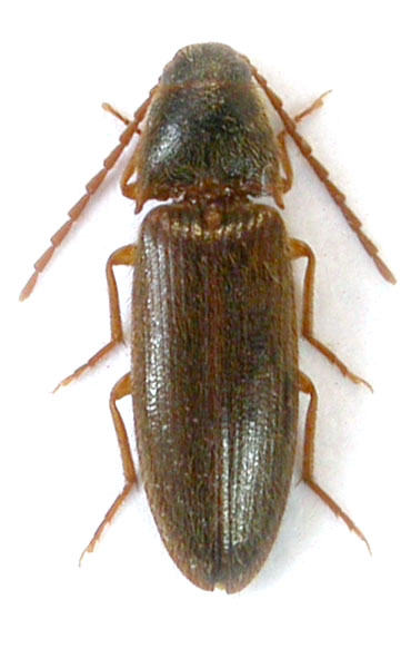 Porthmidius gelineki