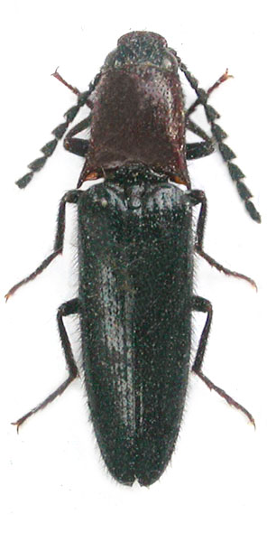 Priopus communis