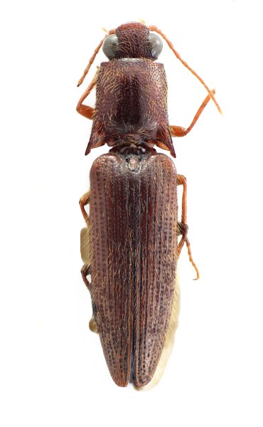 Priopus hongkongensis