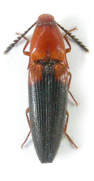 Priopus humeralis