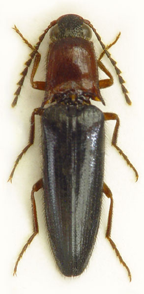 Priopus minidiversus