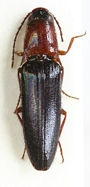 Priopus minidiversus