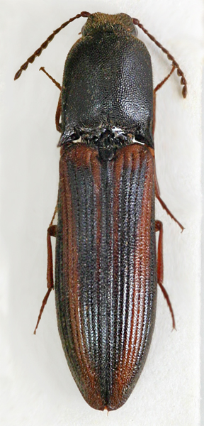 Procraerus parallelicollis
