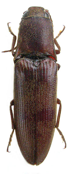 Propsephus occupator