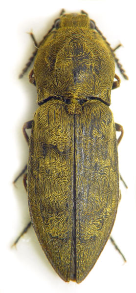 Prosternon chrysocomum