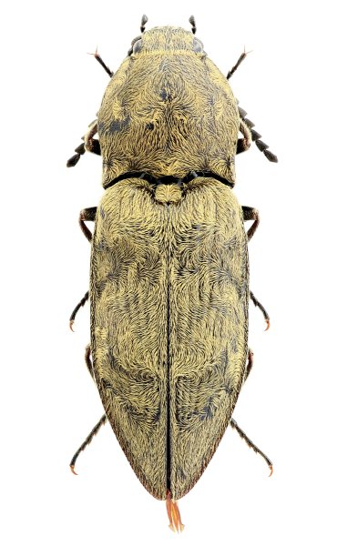 Prosternon chrysocomum