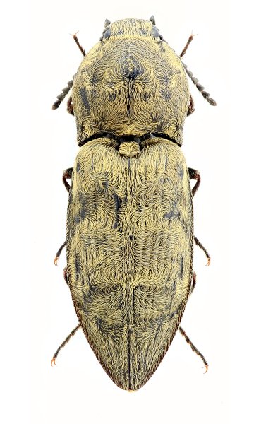 Prosternon chrysocomum