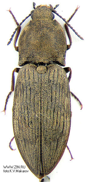 Prosternon tessellatum