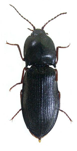 Pseudanostirus altaicus