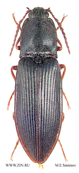 Pseudanostirus ecarinatus