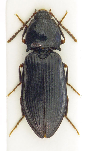 Pseudanostirus globicollis