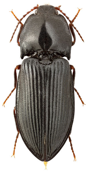 Pseudanostirus globicollis