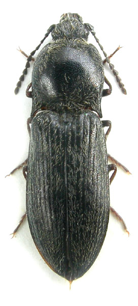 Pseudanostirus imitator