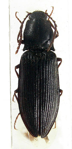 Pseudanostirus jasoni