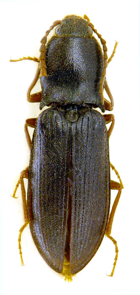 Pseudanostirus montivagus