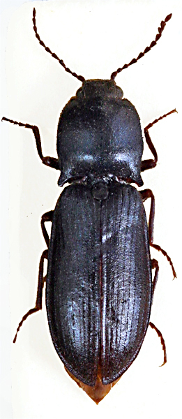 Pseudanostirus montivagus