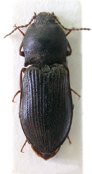 Pseudanostirus orodromus